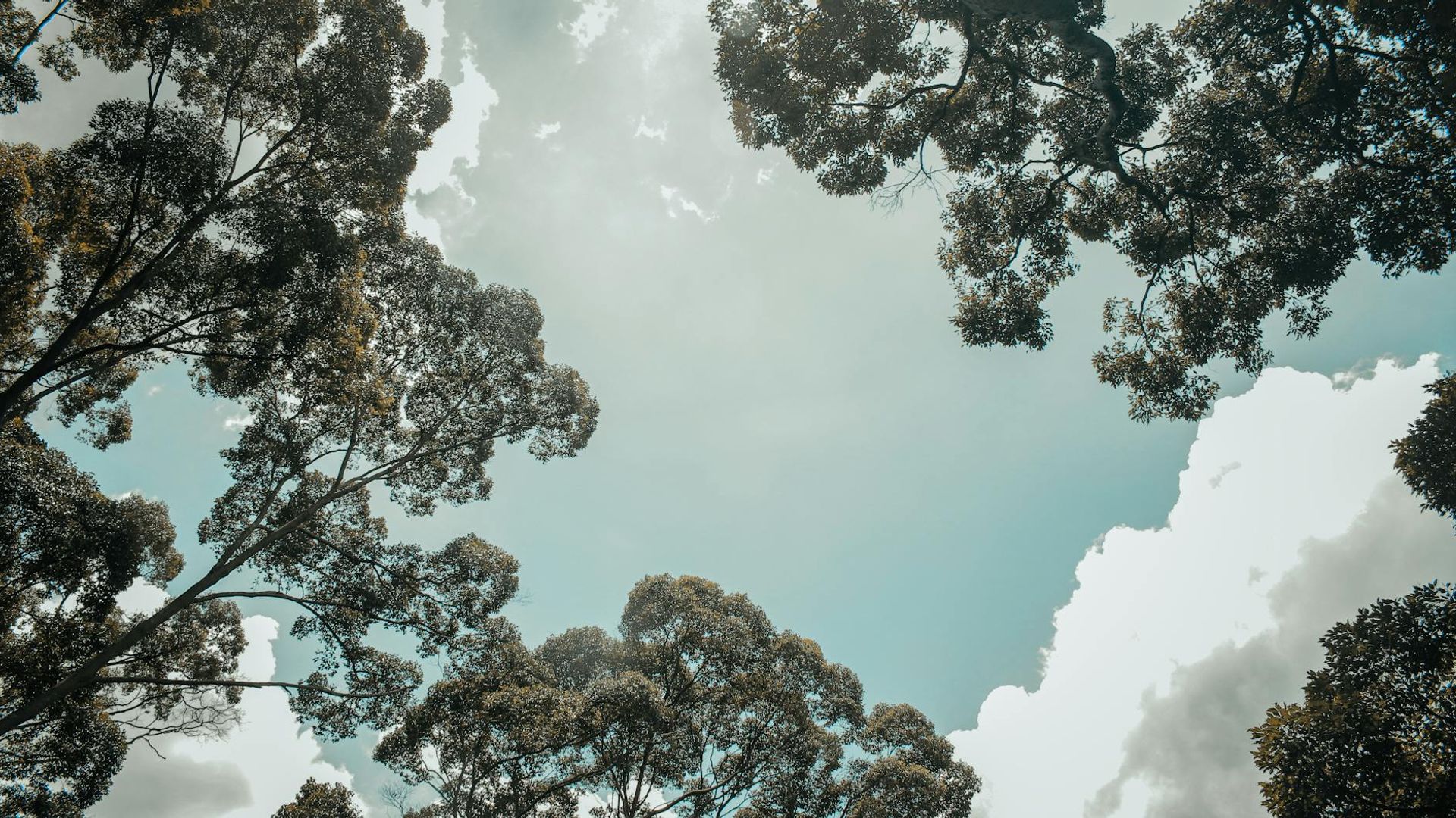 Beautiful forest landscape with sunlight filtering through tree leaves